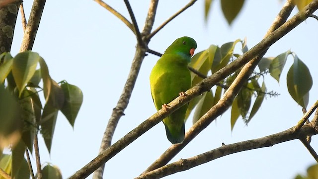 Vernal Hanging-Parrot - ML513518211