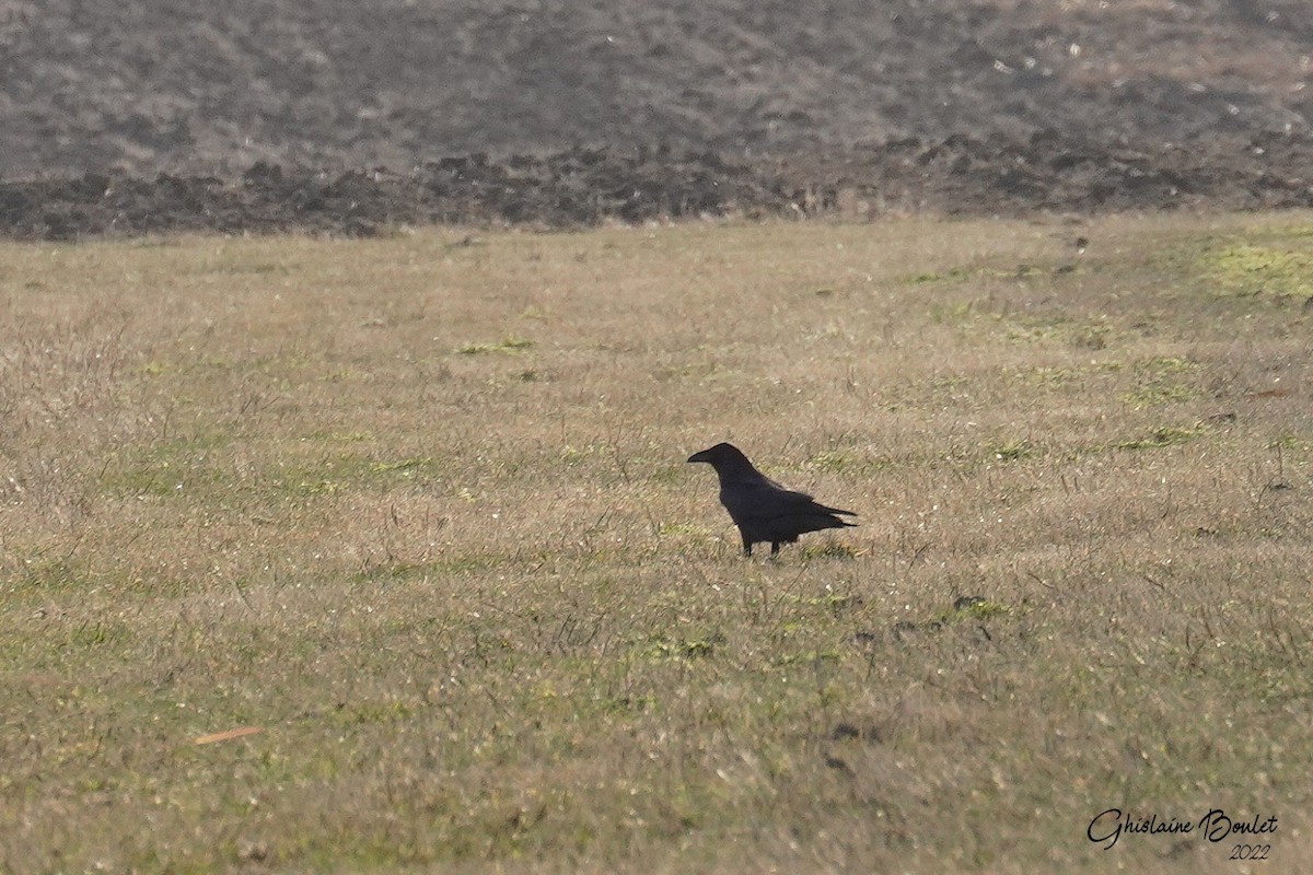 Common Raven - Réal Boulet 🦆