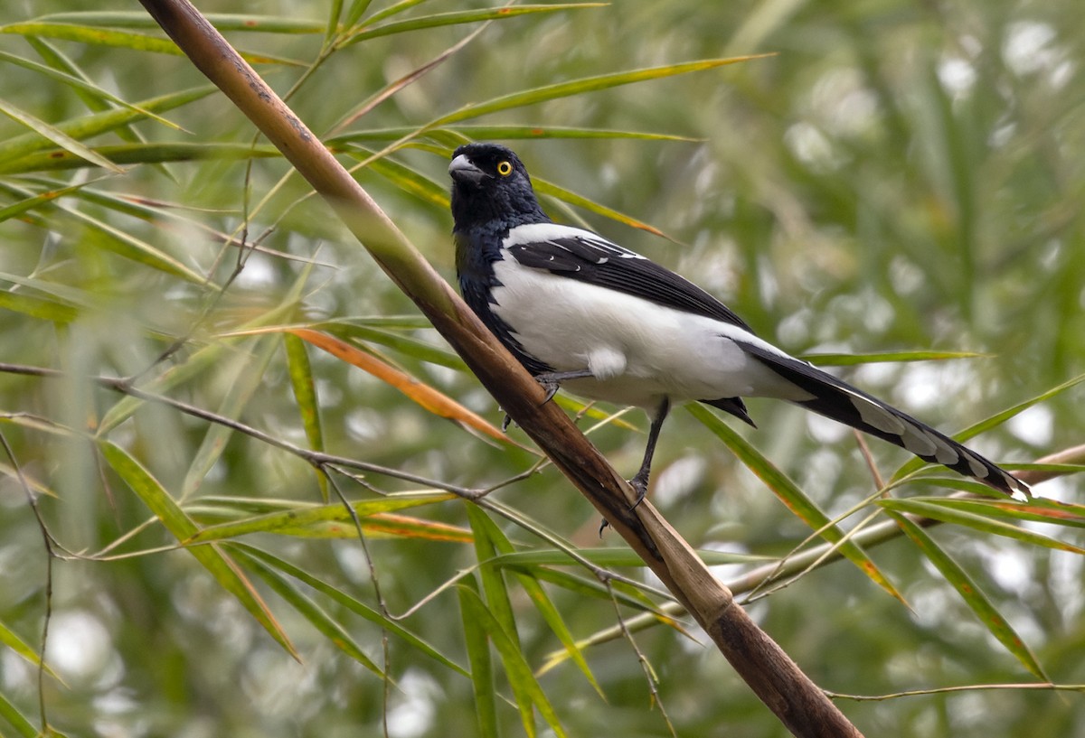 Magpie Tanager - ML513518431