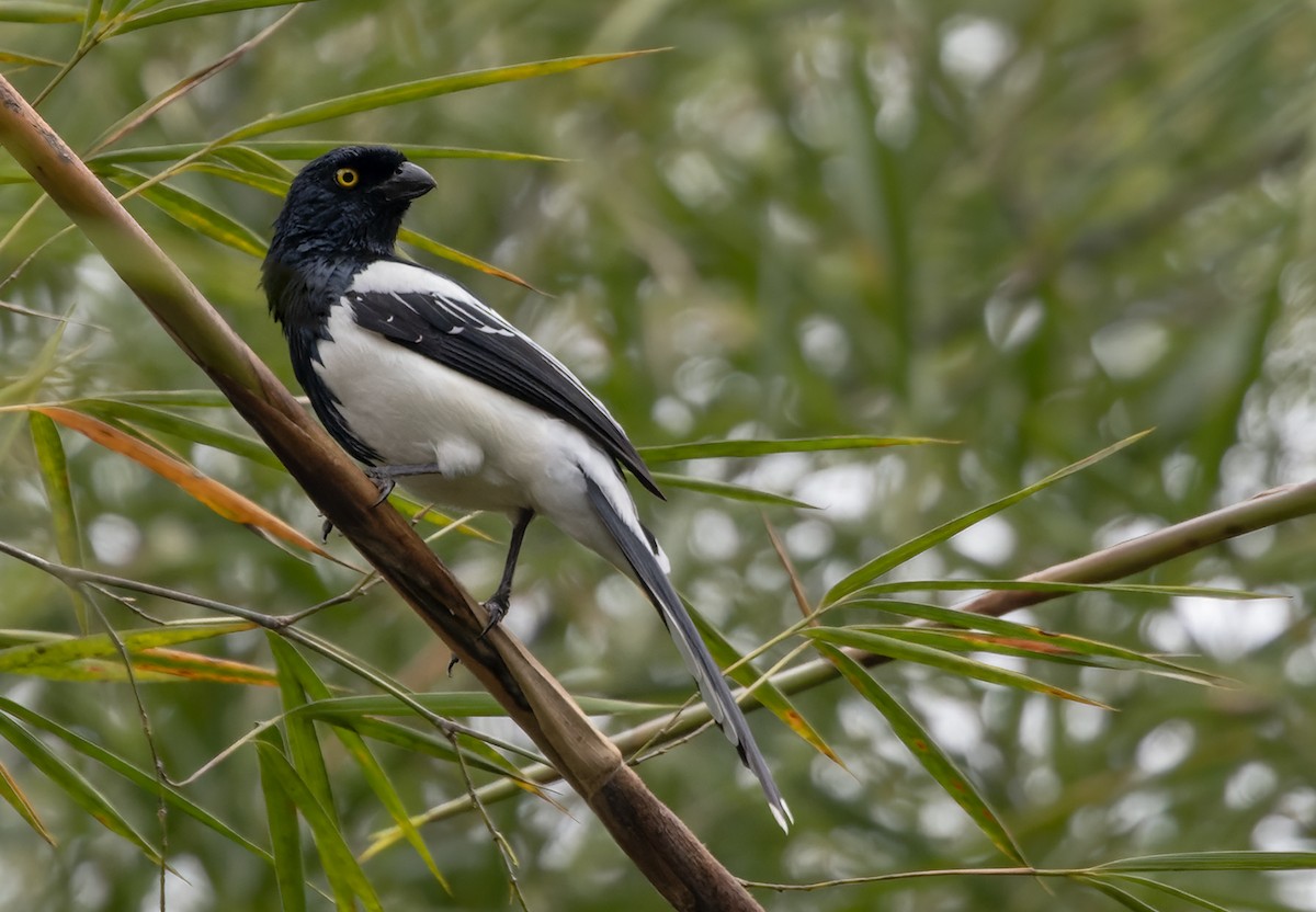 Magpie Tanager - ML513518441