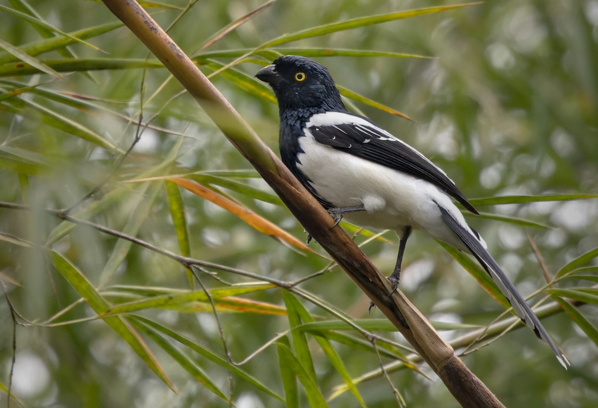 Magpie Tanager - ML513518451