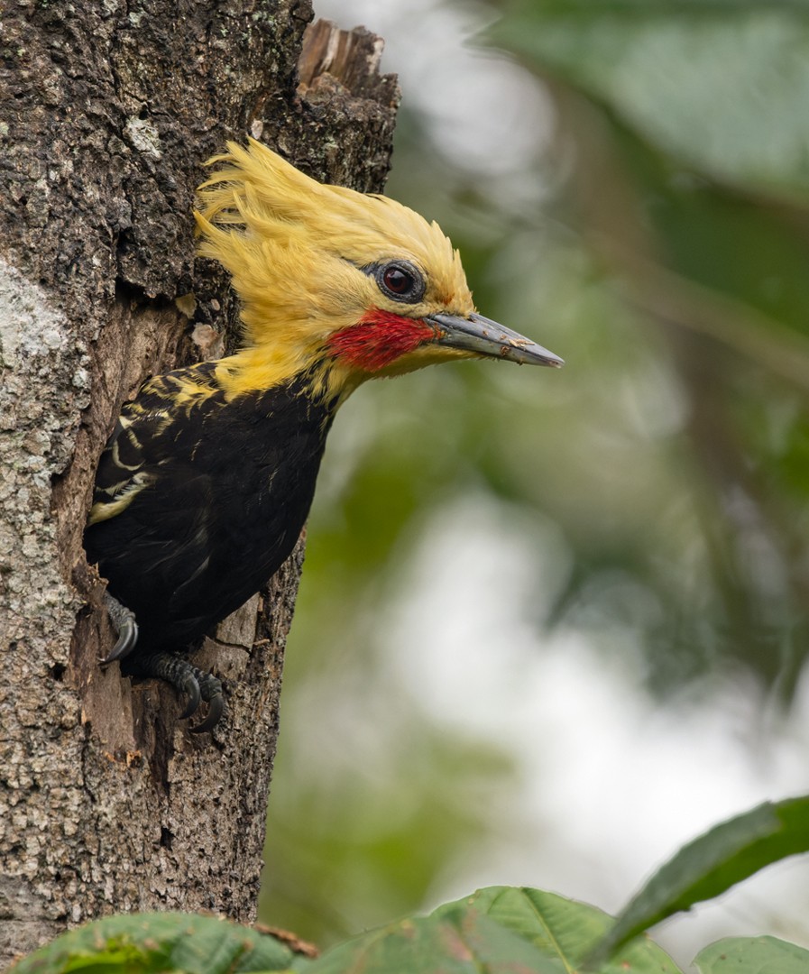 Blond-crested Woodpecker - ML513518551