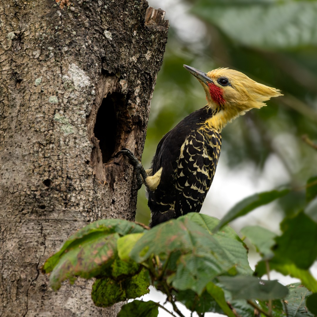 Blond-crested Woodpecker - ML513518561