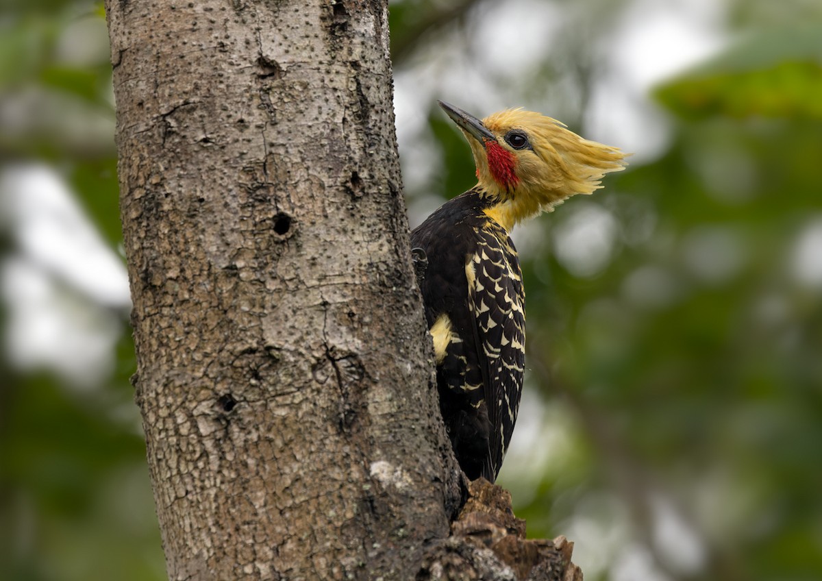 Blond-crested Woodpecker - ML513518571