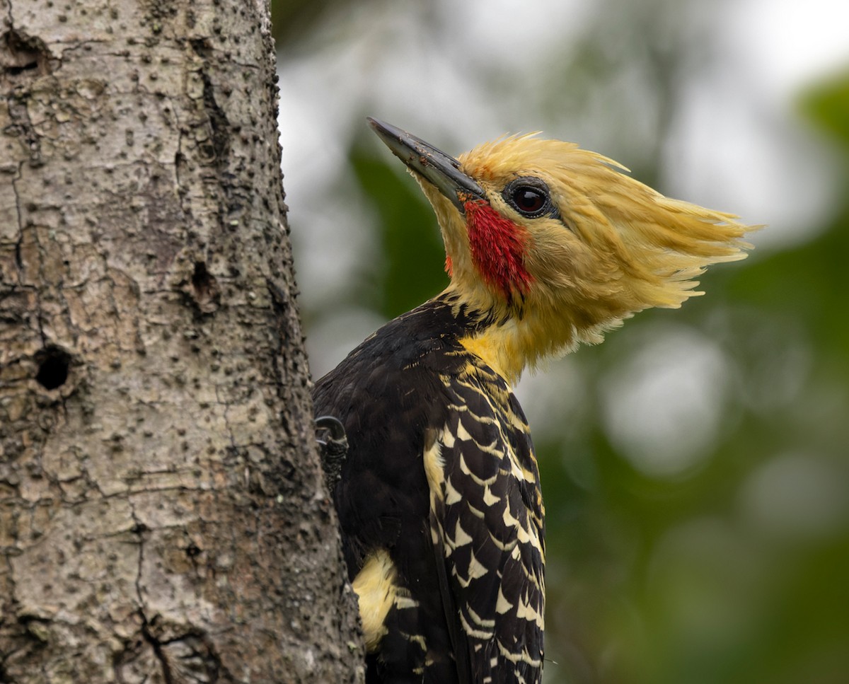 Blond-crested Woodpecker - ML513518581