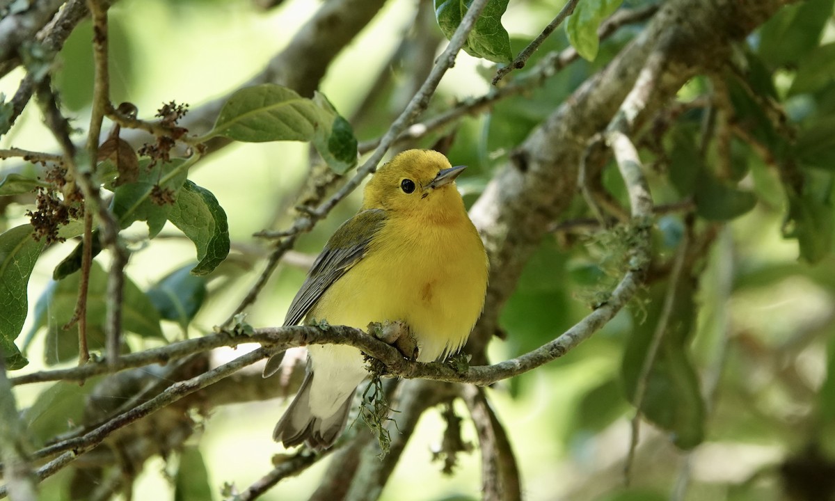 Prothonotary Warbler - ML513519401