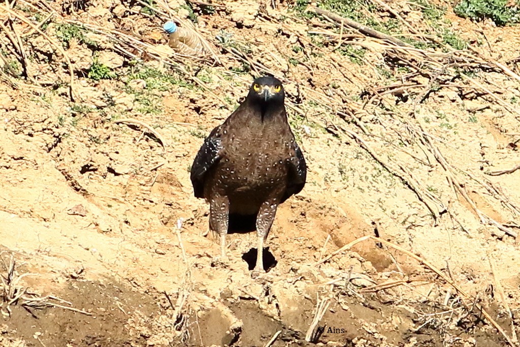 Crested Serpent-Eagle - ML513519571