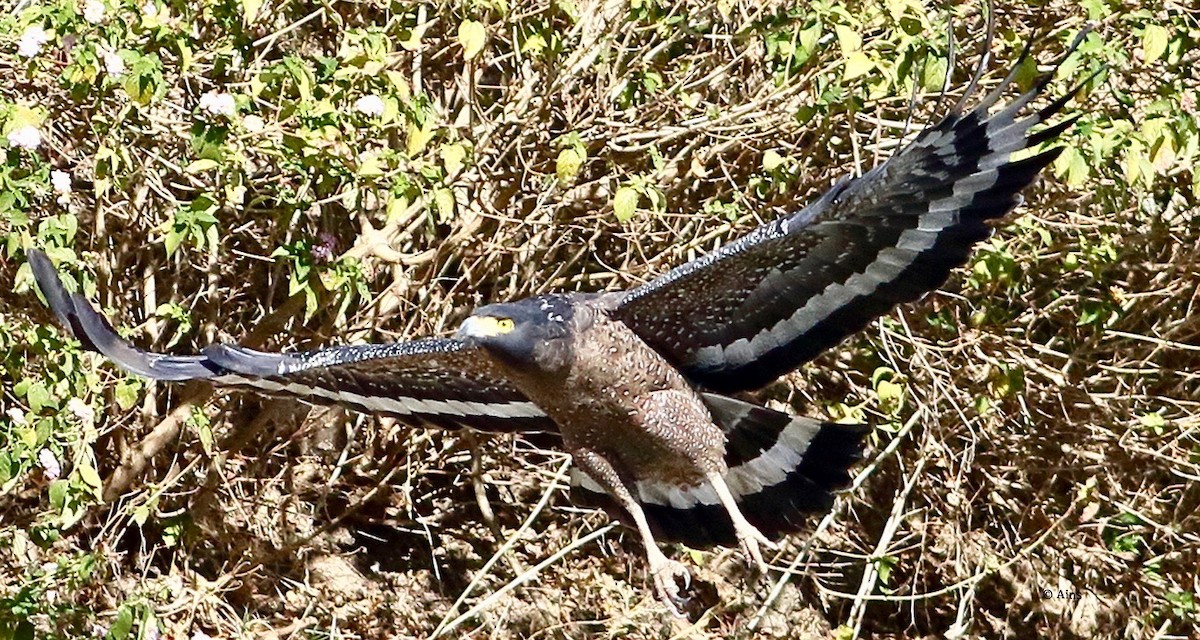 Crested Serpent-Eagle - ML513519581