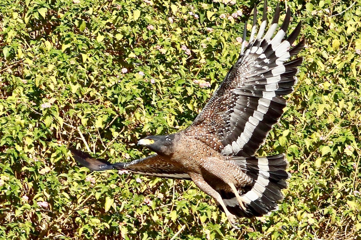 Crested Serpent-Eagle - ML513519671