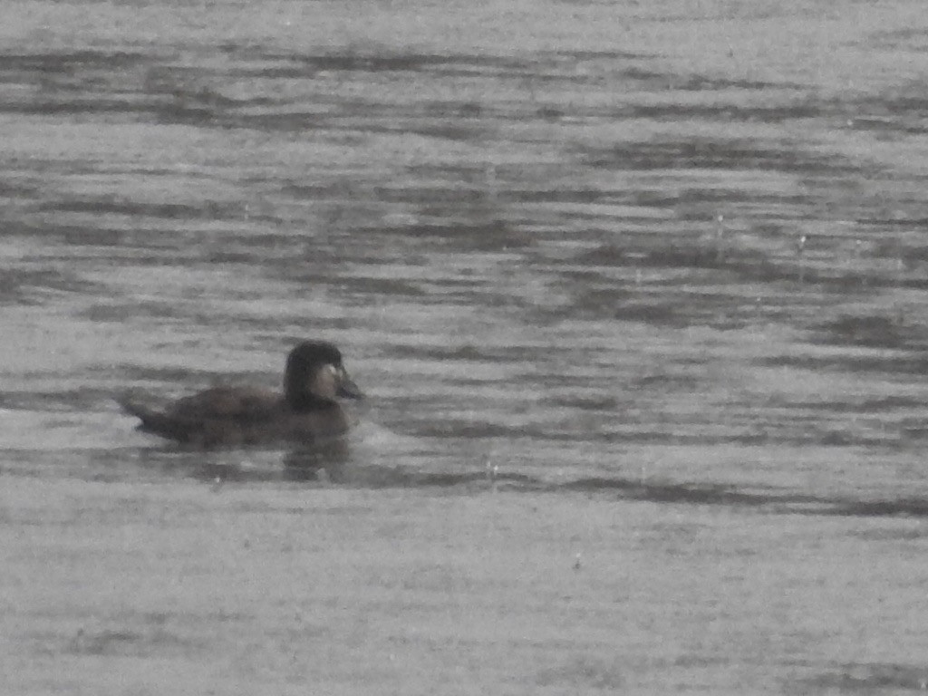 Surf Scoter - ML513521141