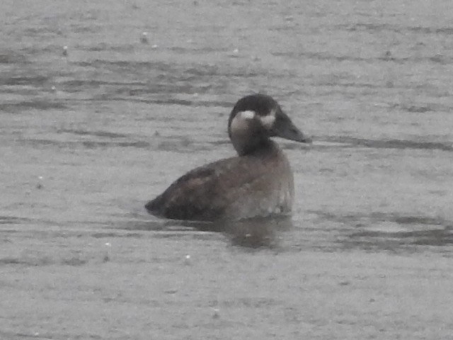 Surf Scoter - ML513521151