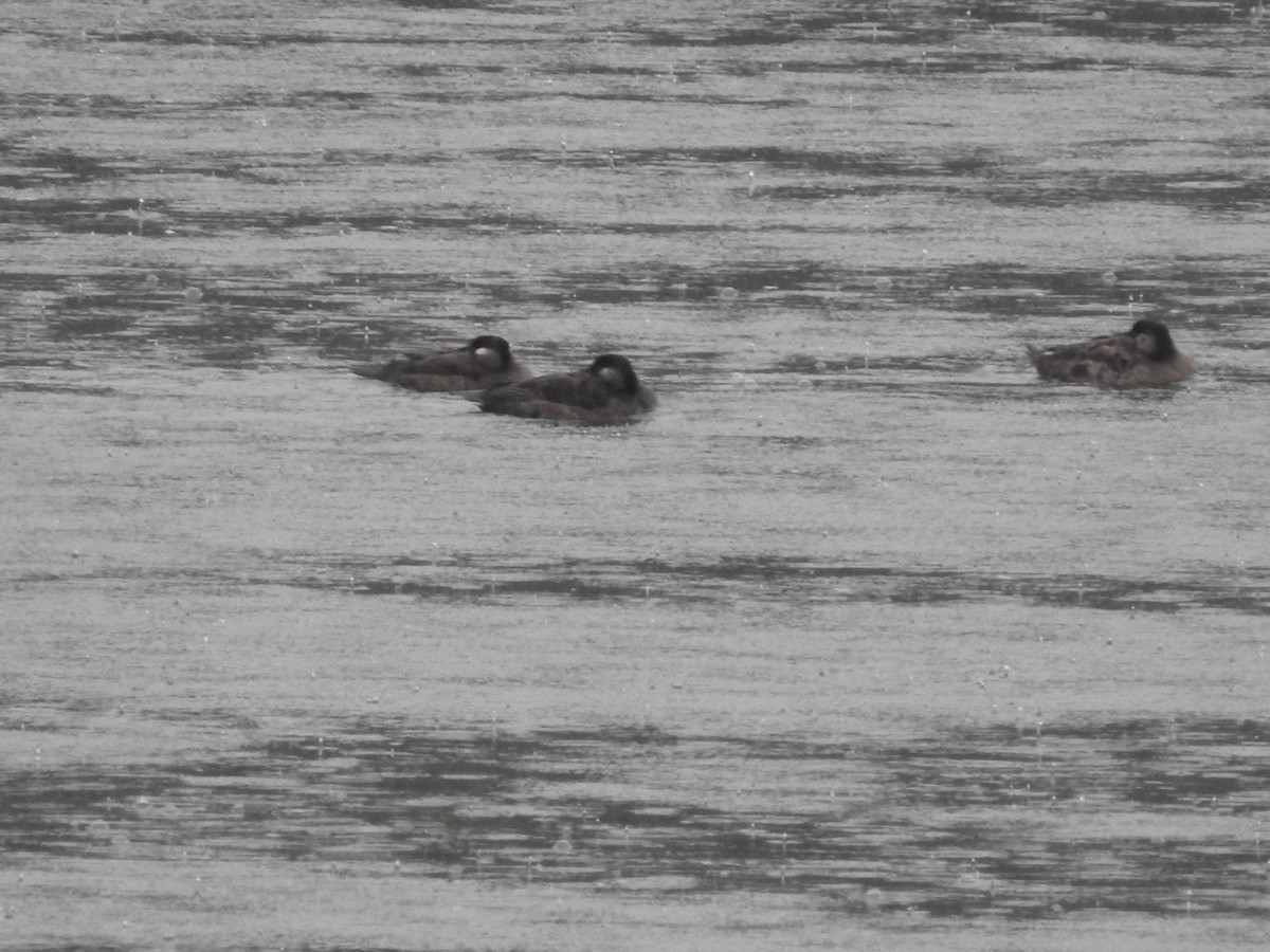 Surf Scoter - ML513521161