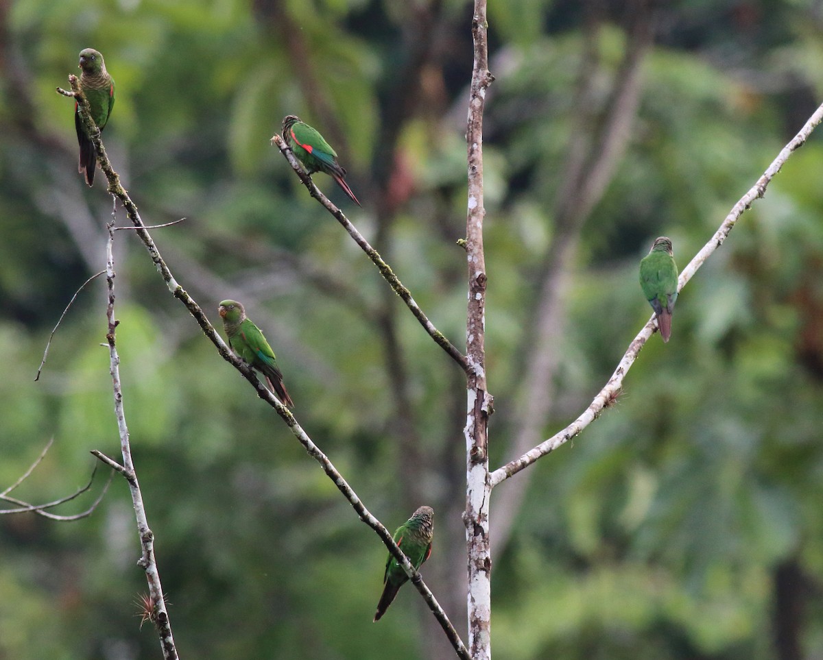 Maroon-tailed Parakeet - ML51352131