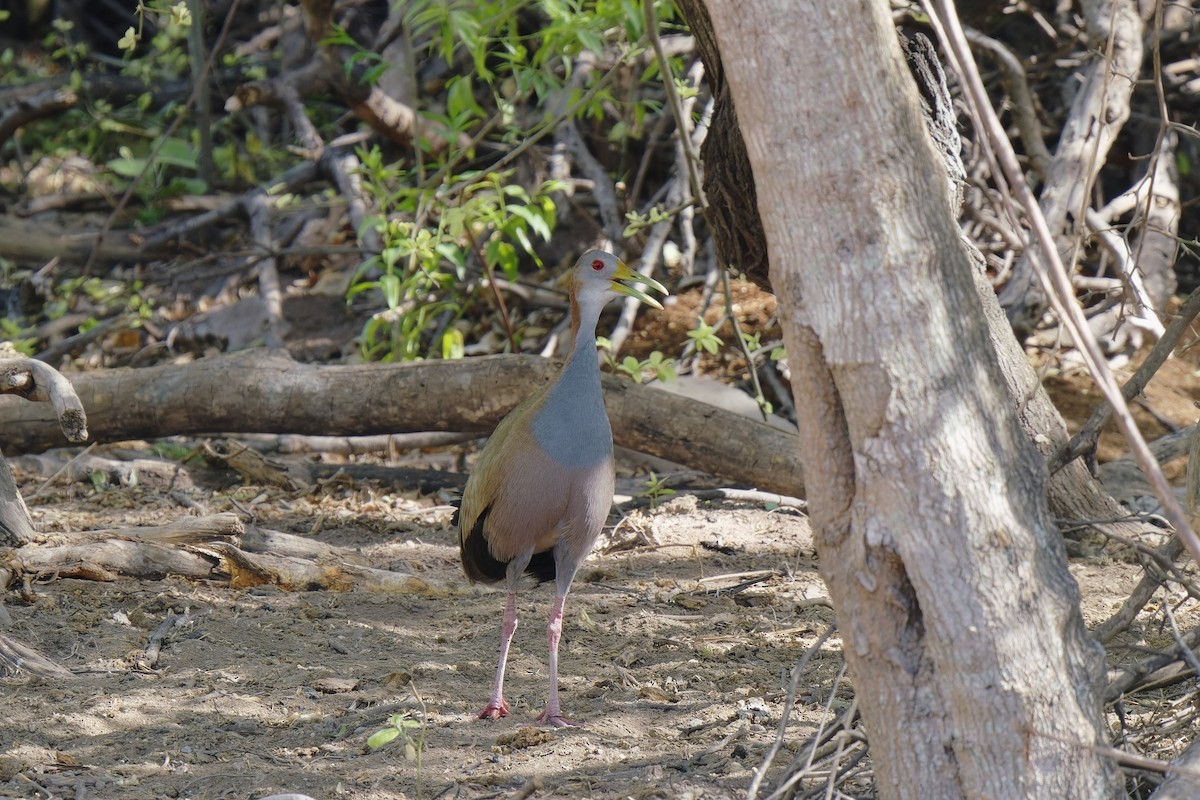 Giant Wood-Rail - ML513522111