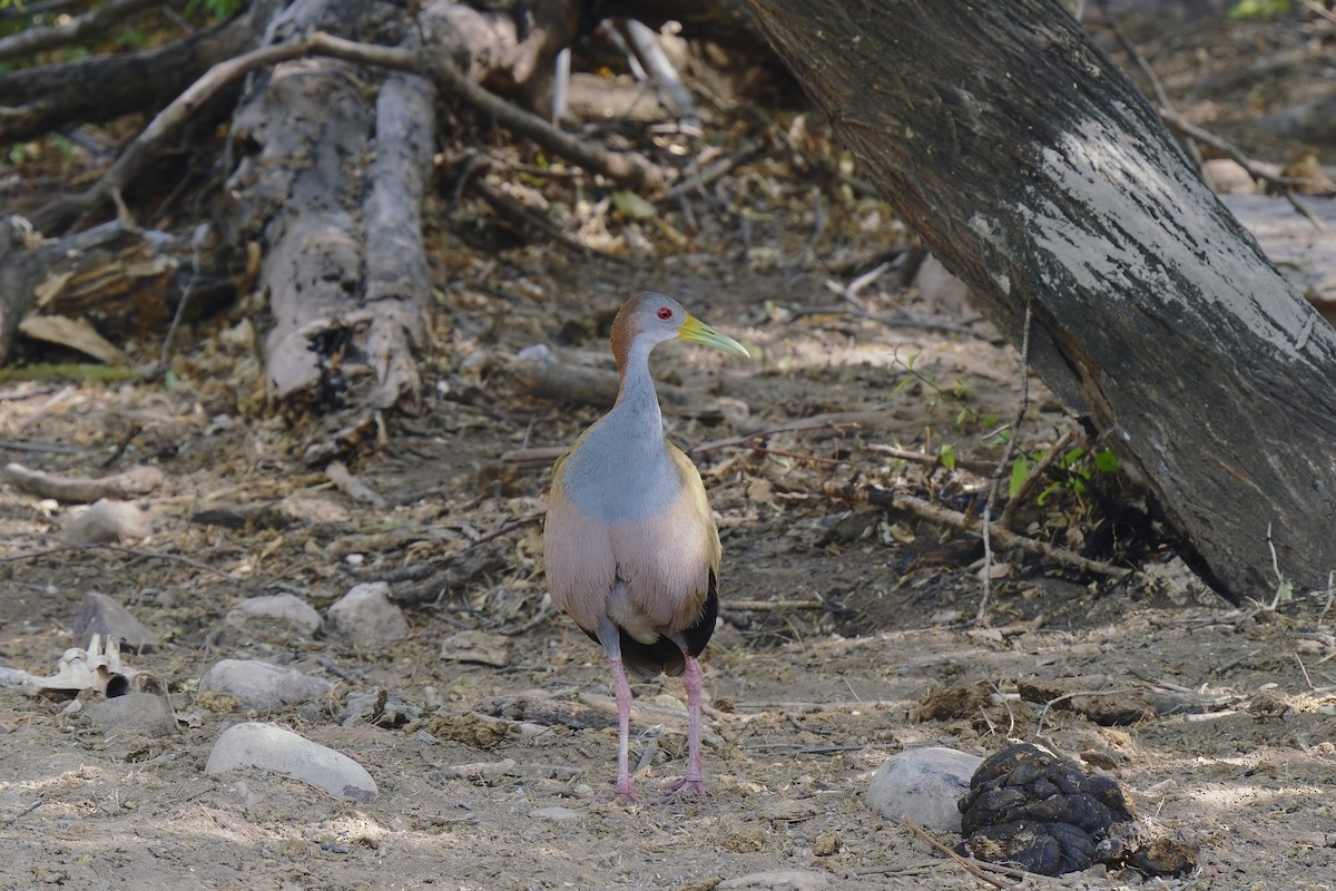 Giant Wood-Rail - ML513522331