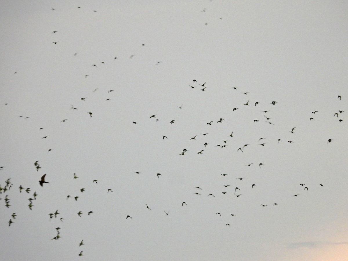 White-winged Parakeet - ML513522871