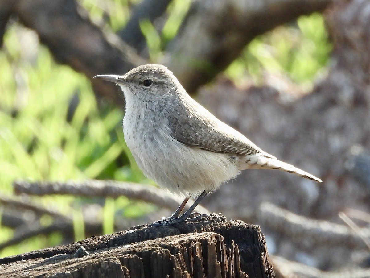 Rock Wren - ML513524011