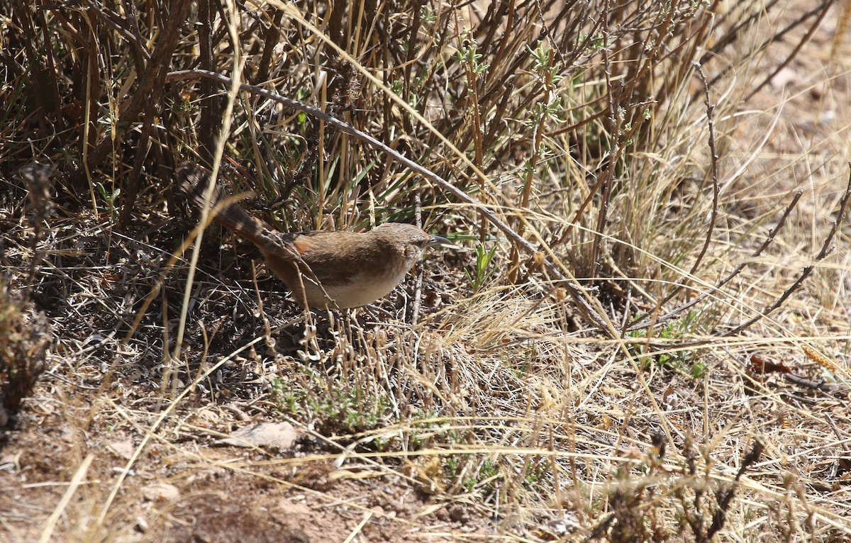 Creamy-breasted Canastero (Rusty-vented) - ML513525151