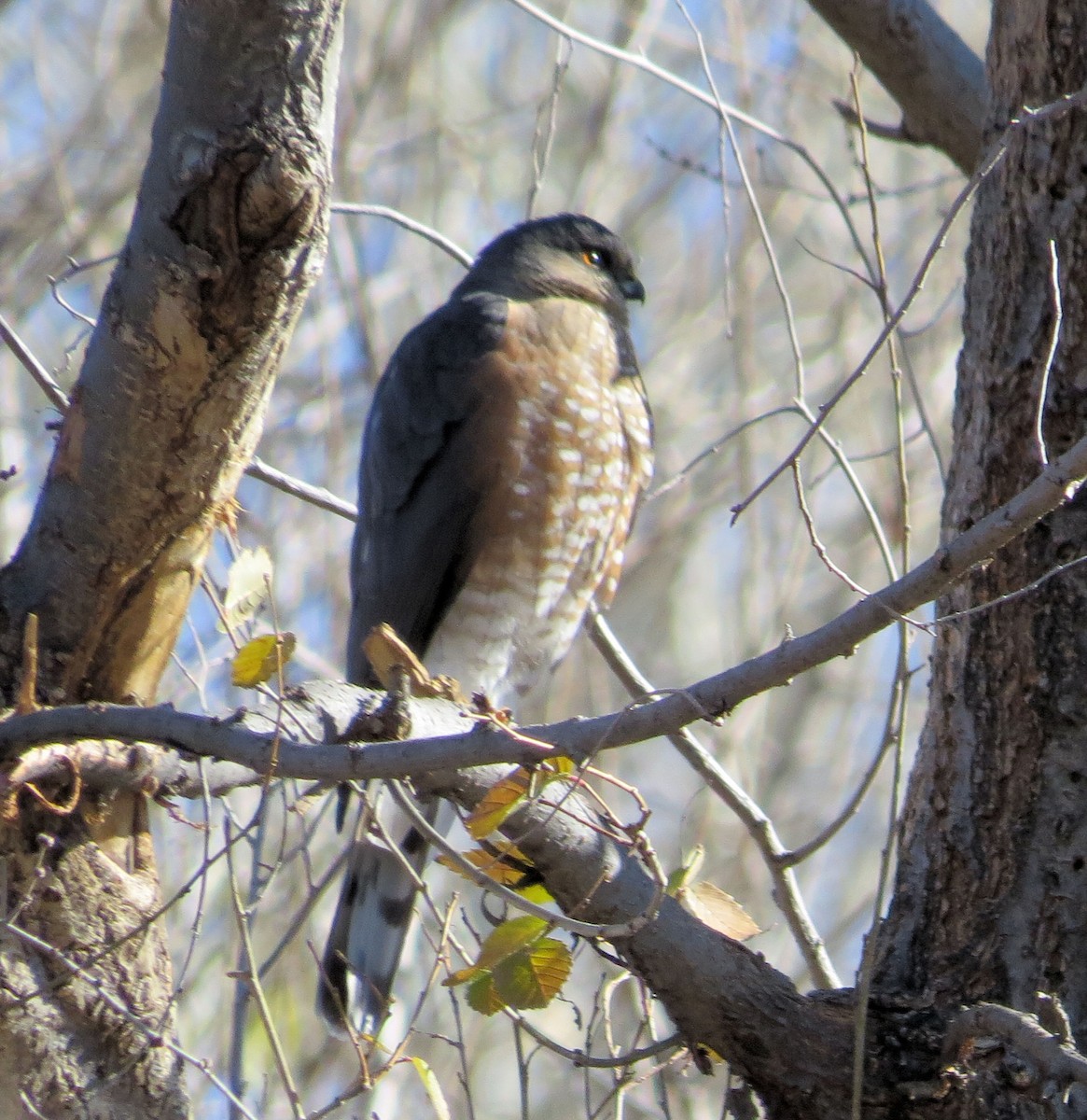 Sharp-shinned Hawk - ML513525191