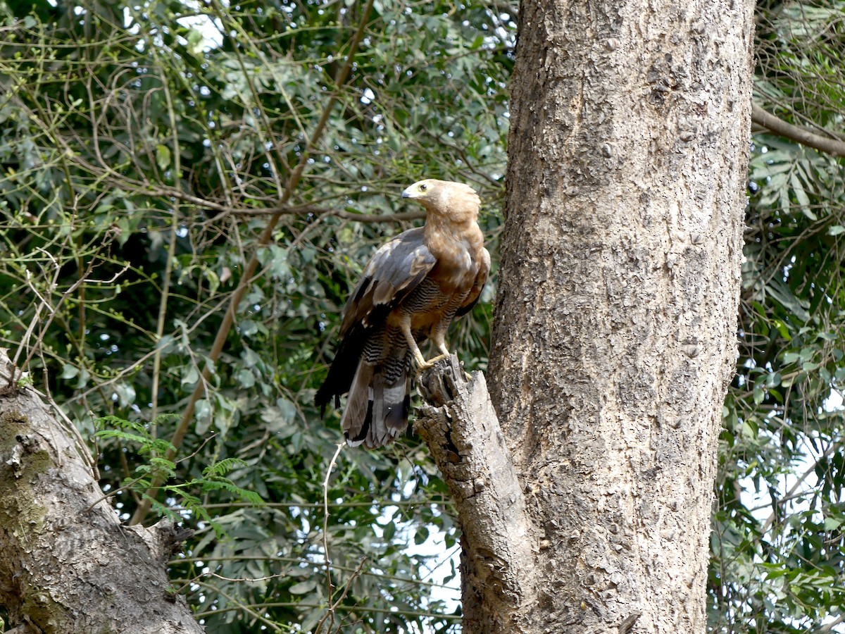 African Harrier-Hawk - Steve Clark