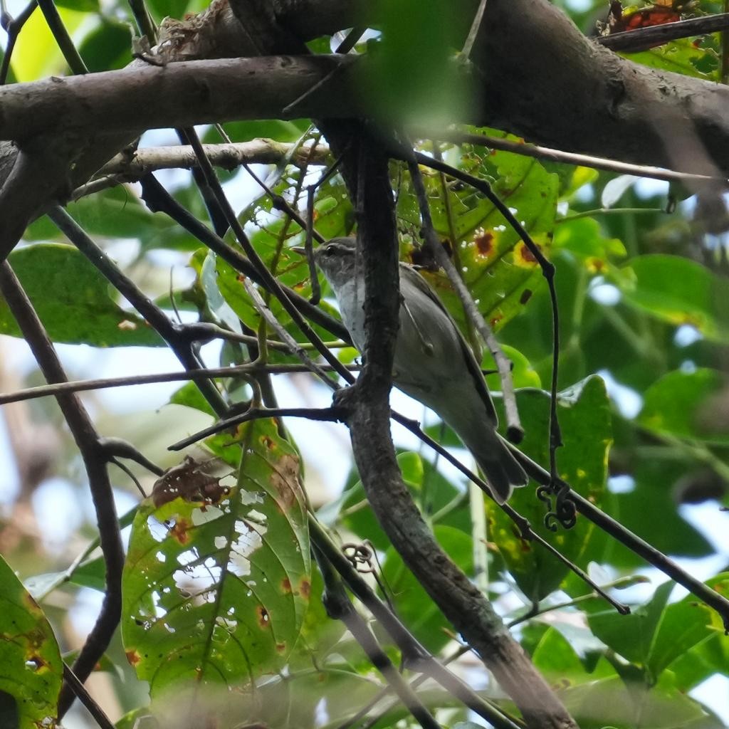 Arctic Warbler - ML513526551