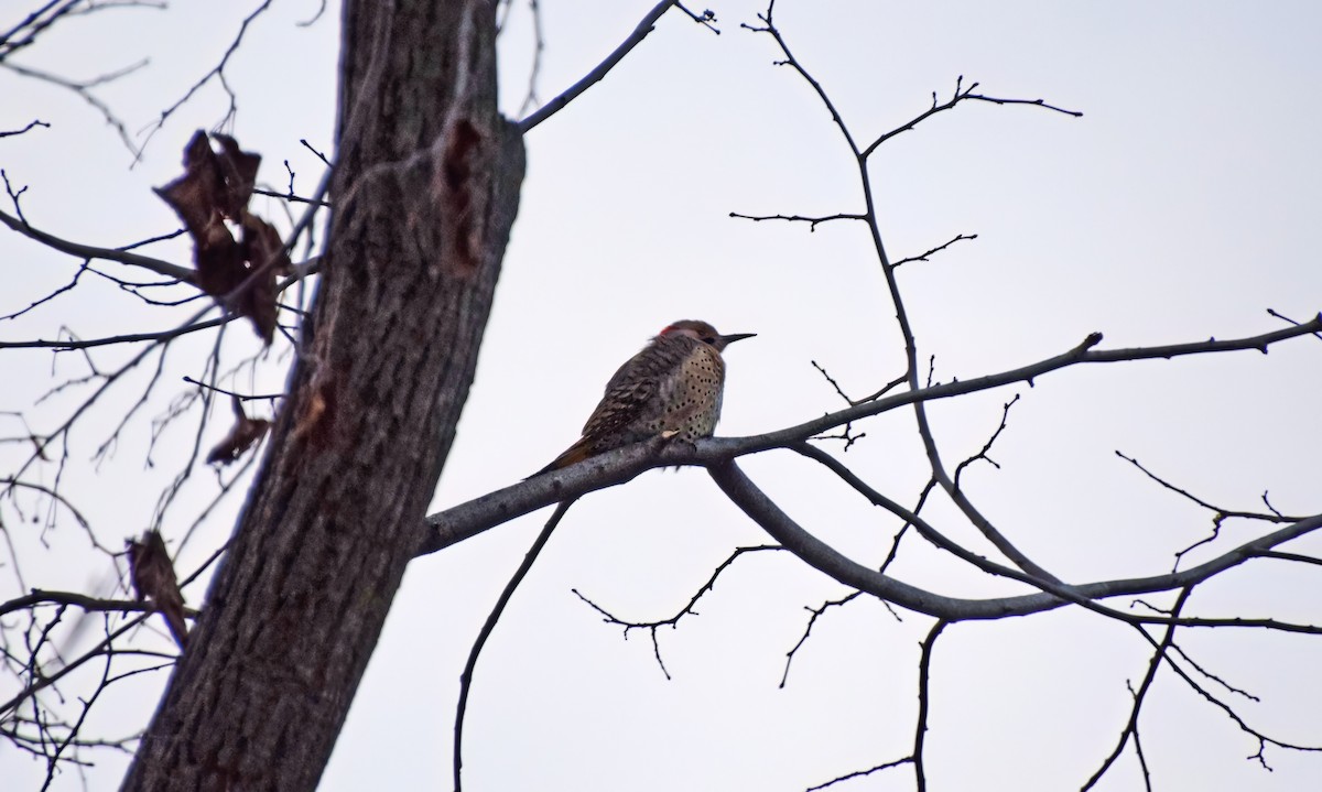 Northern Flicker - ML513527111