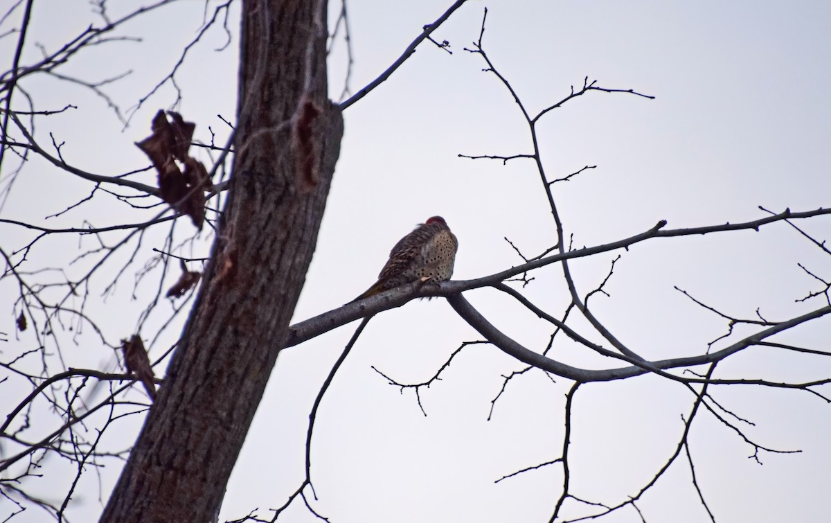 Northern Flicker - ML513527121