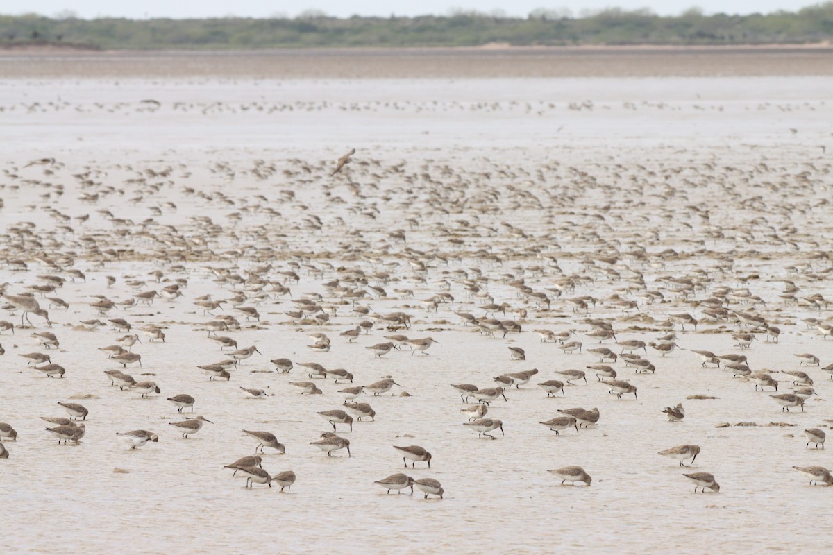 Dunlin - ML513527561