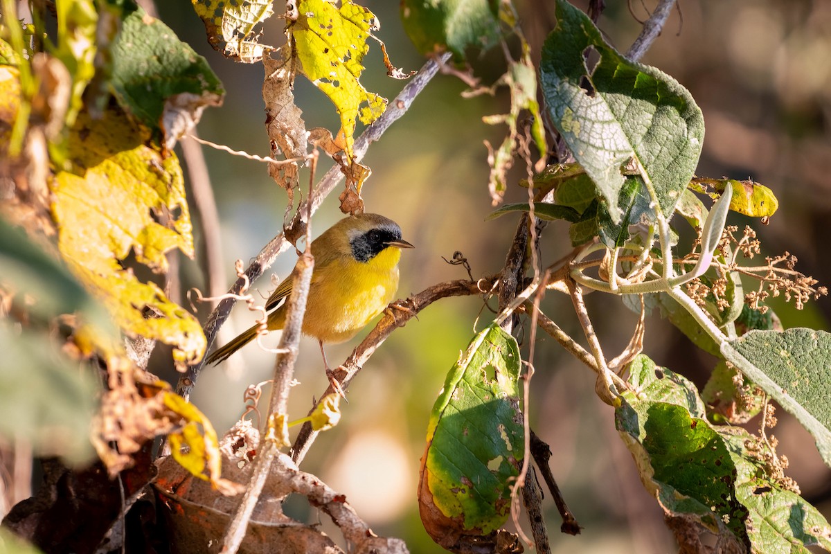 Hooded Yellowthroat - ML513527951