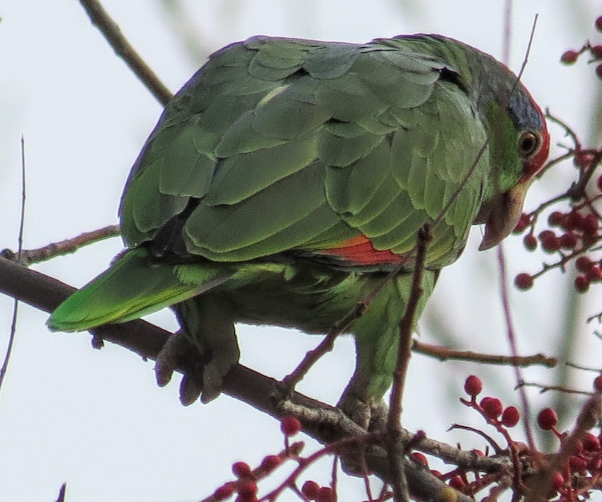 メキシコアカボウシインコ - ML513528791