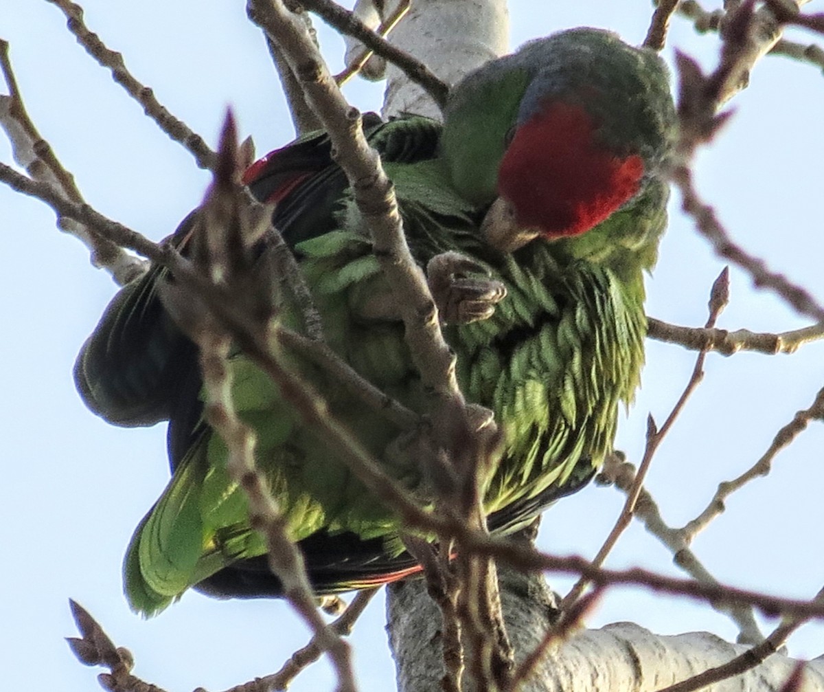 Red-crowned Parrot - Sofia Reyes