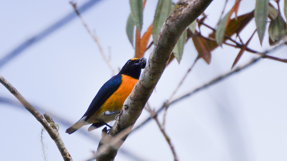 White-vented Euphonia - ML513529611