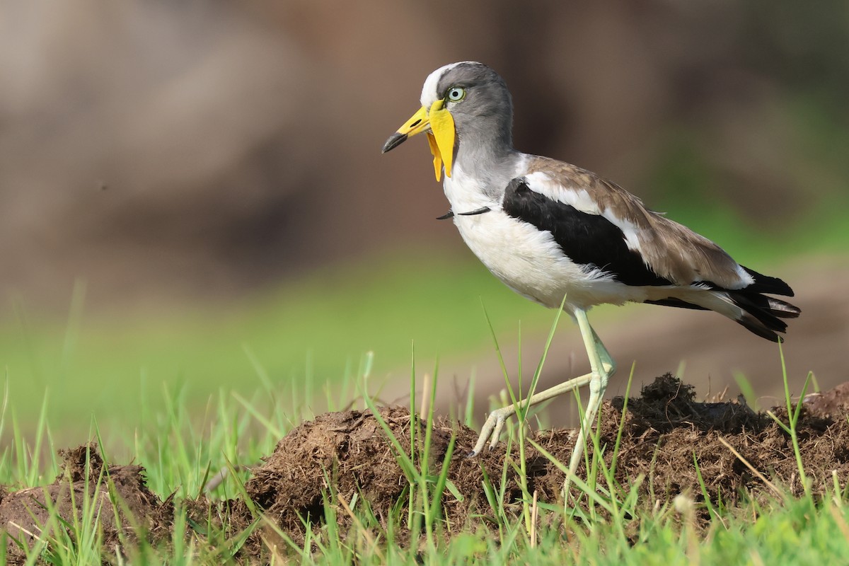 White-crowned Lapwing - Trevor Hardaker