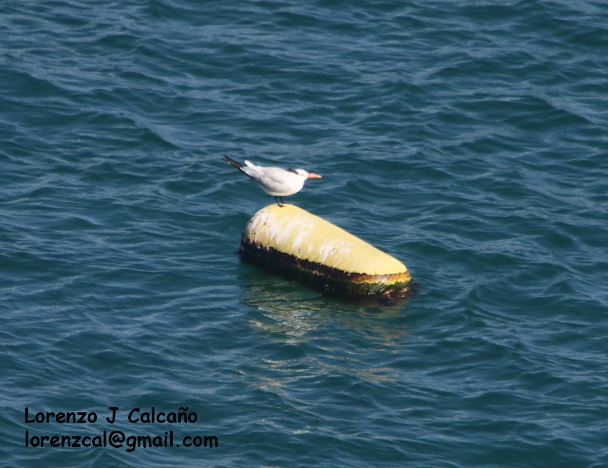 Royal Tern - ML513530151
