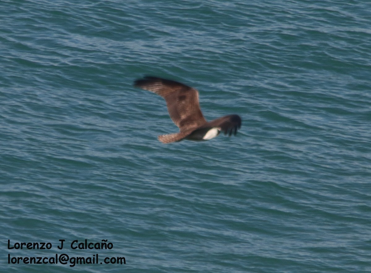 Águila Pescadora - ML513530401