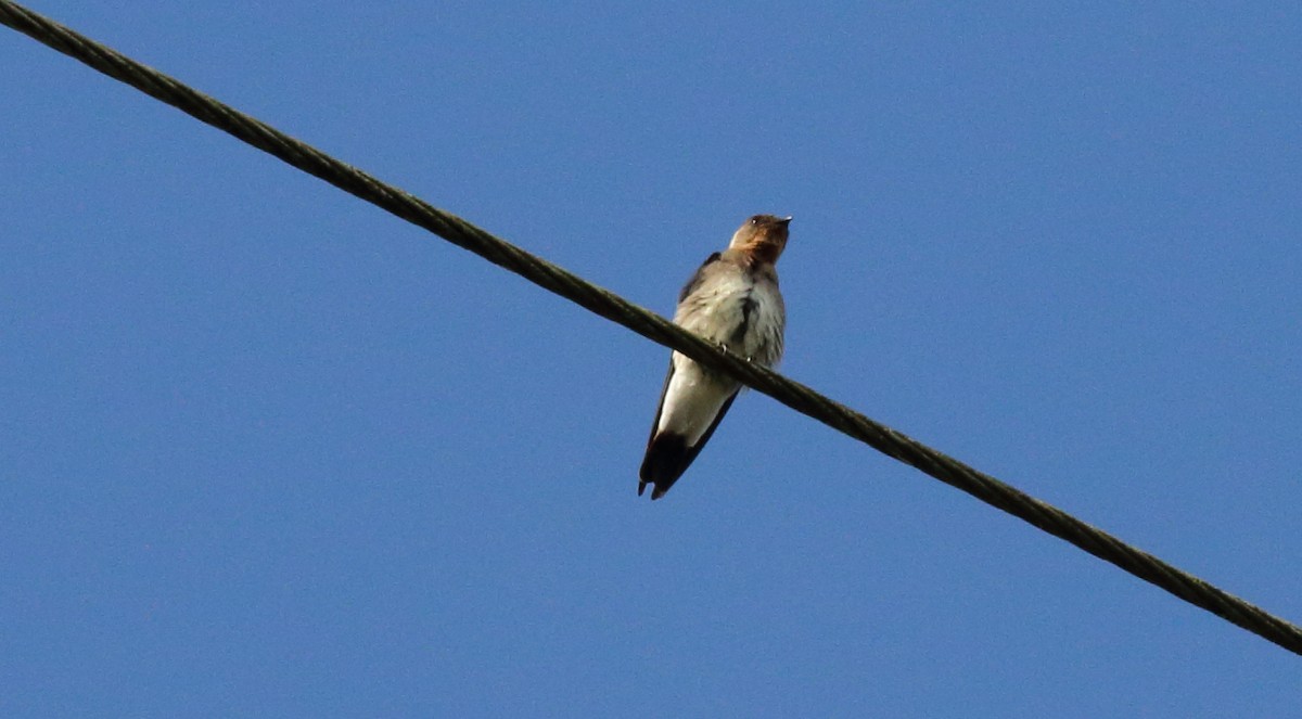 Golondrina Gorjirrufa - ML51353131