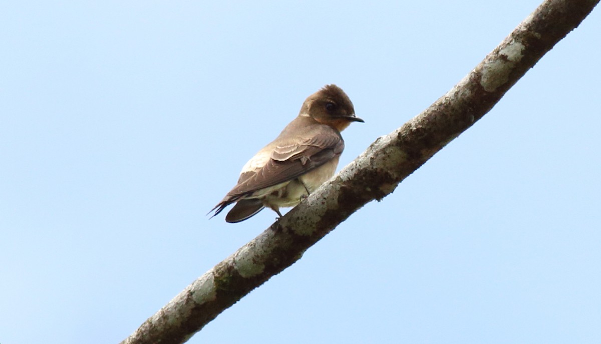 Golondrina Gorjirrufa - ML51353141