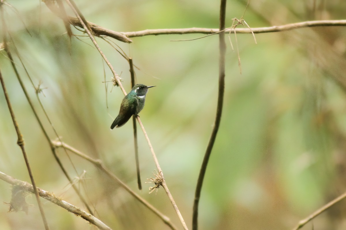 Geoffroy's Daggerbill - Jeremiah Trimble