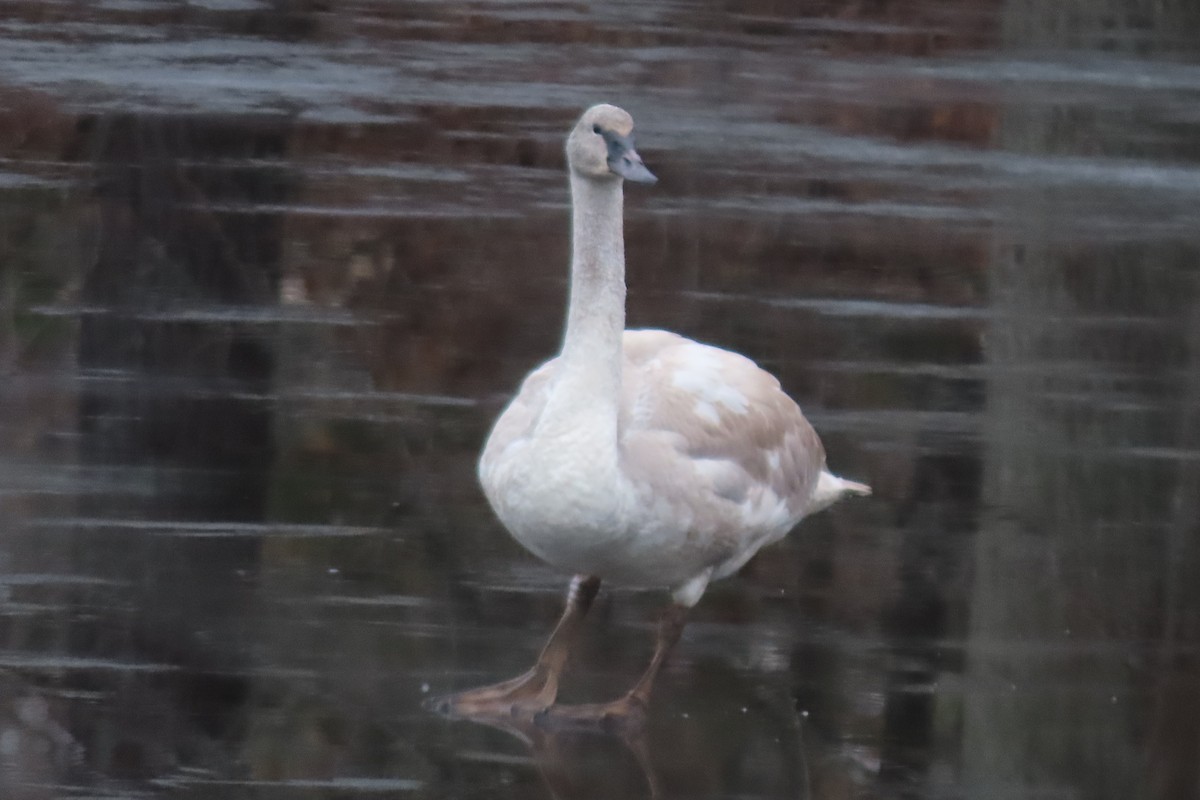 Trumpeter Swan - Robo Bette