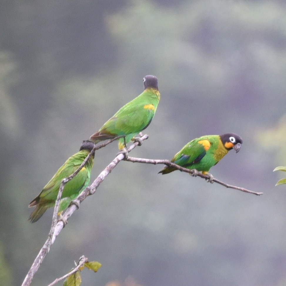 Orange-cheeked Parrot - ML513534331