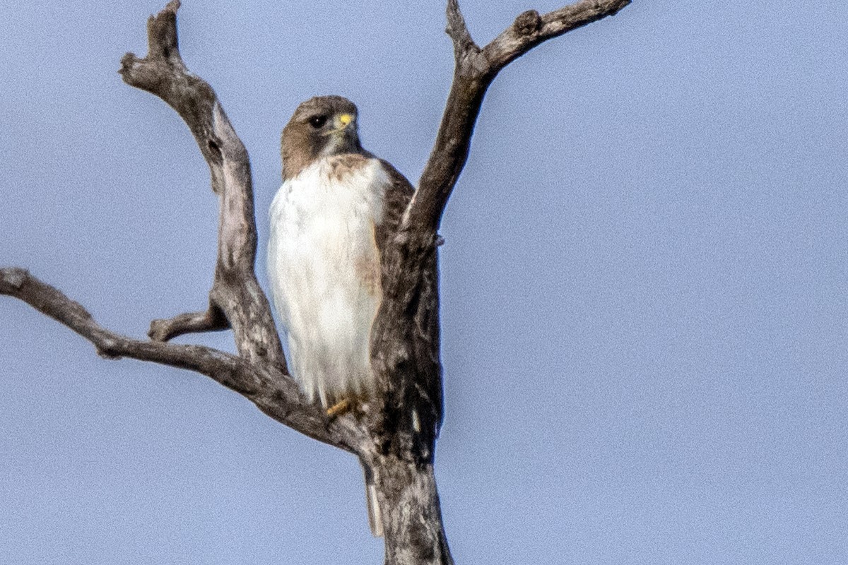 Red-tailed Hawk - ML513534361