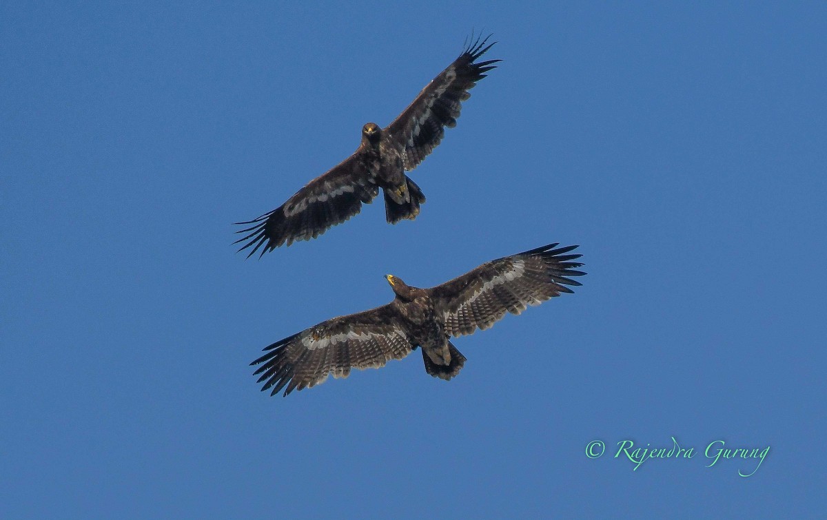 Steppe Eagle - ML513535031