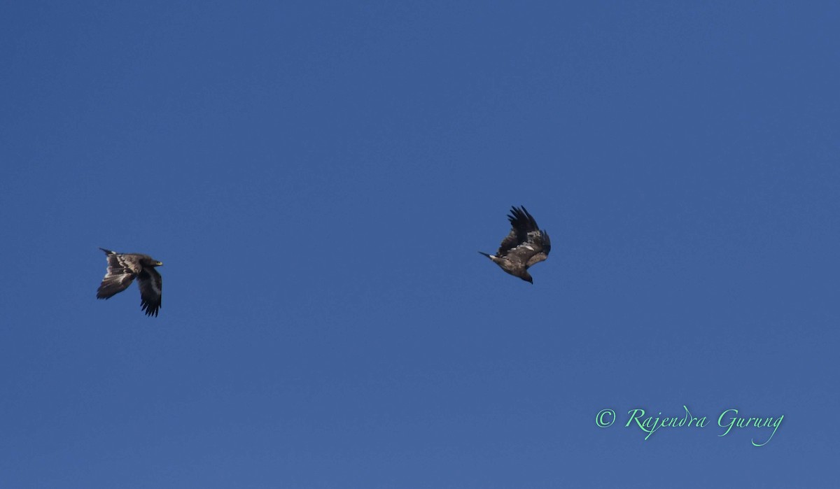 Steppe Eagle - Rajendra Gurung