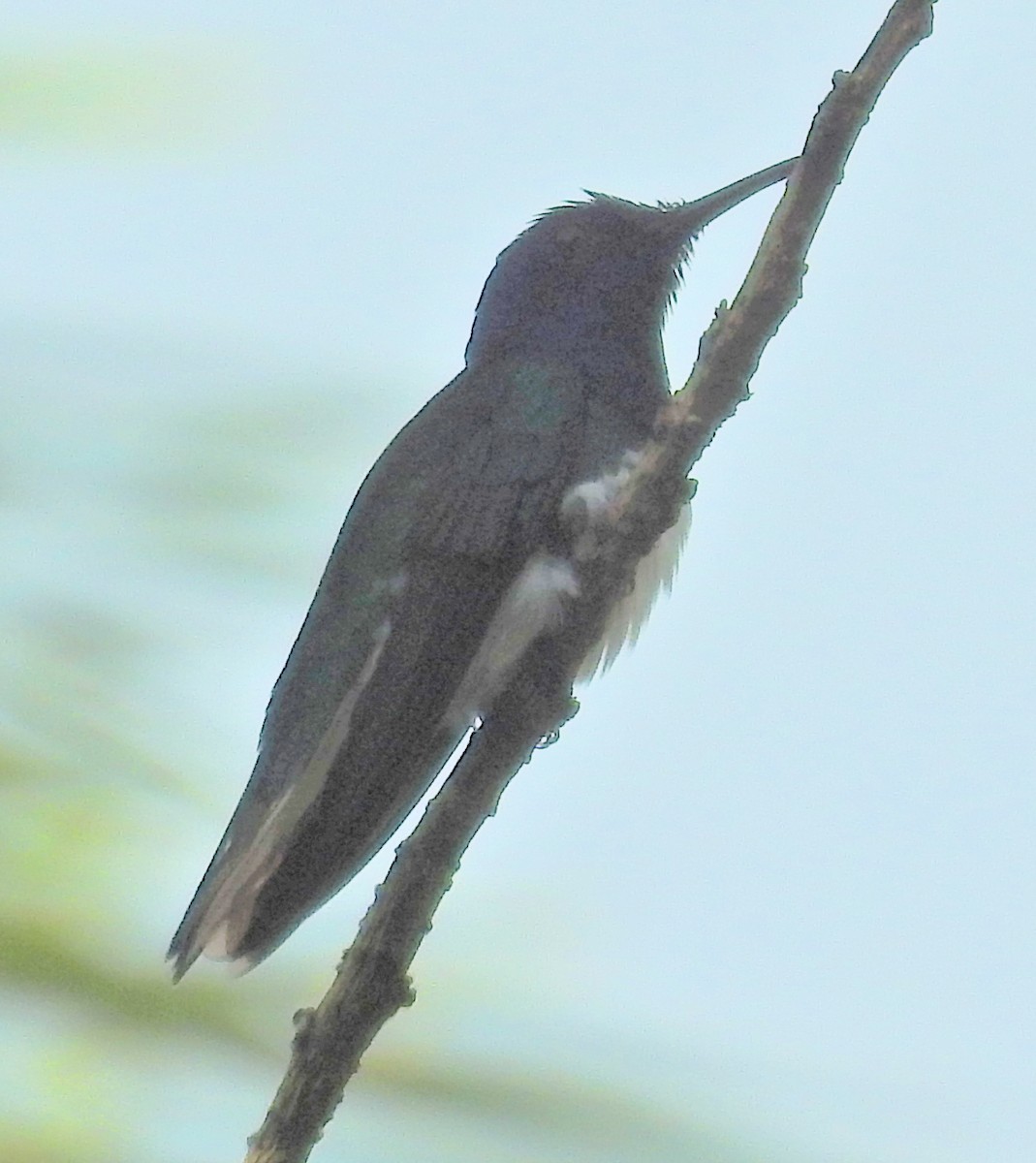 White-necked Jacobin - ML51353571