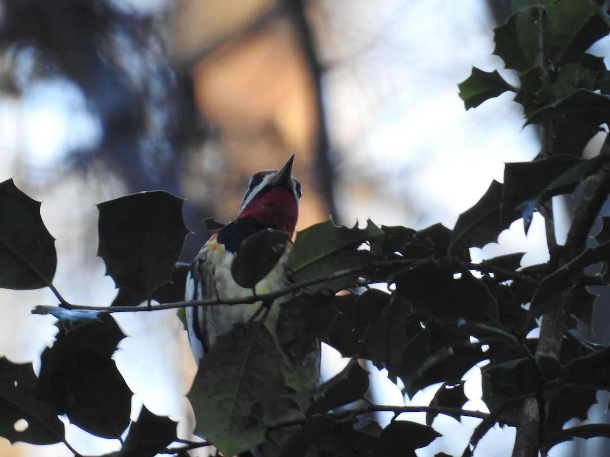 Yellow-bellied Sapsucker - ML513535731