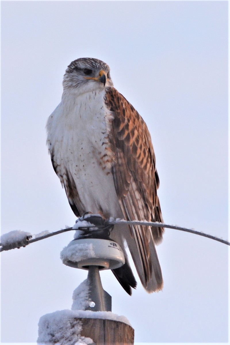 Ferruginous Hawk - ML51353581