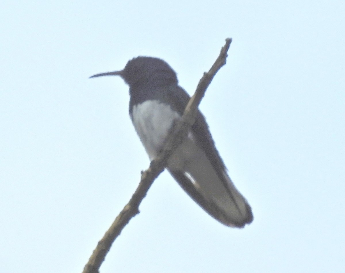 White-necked Jacobin - ML51353591