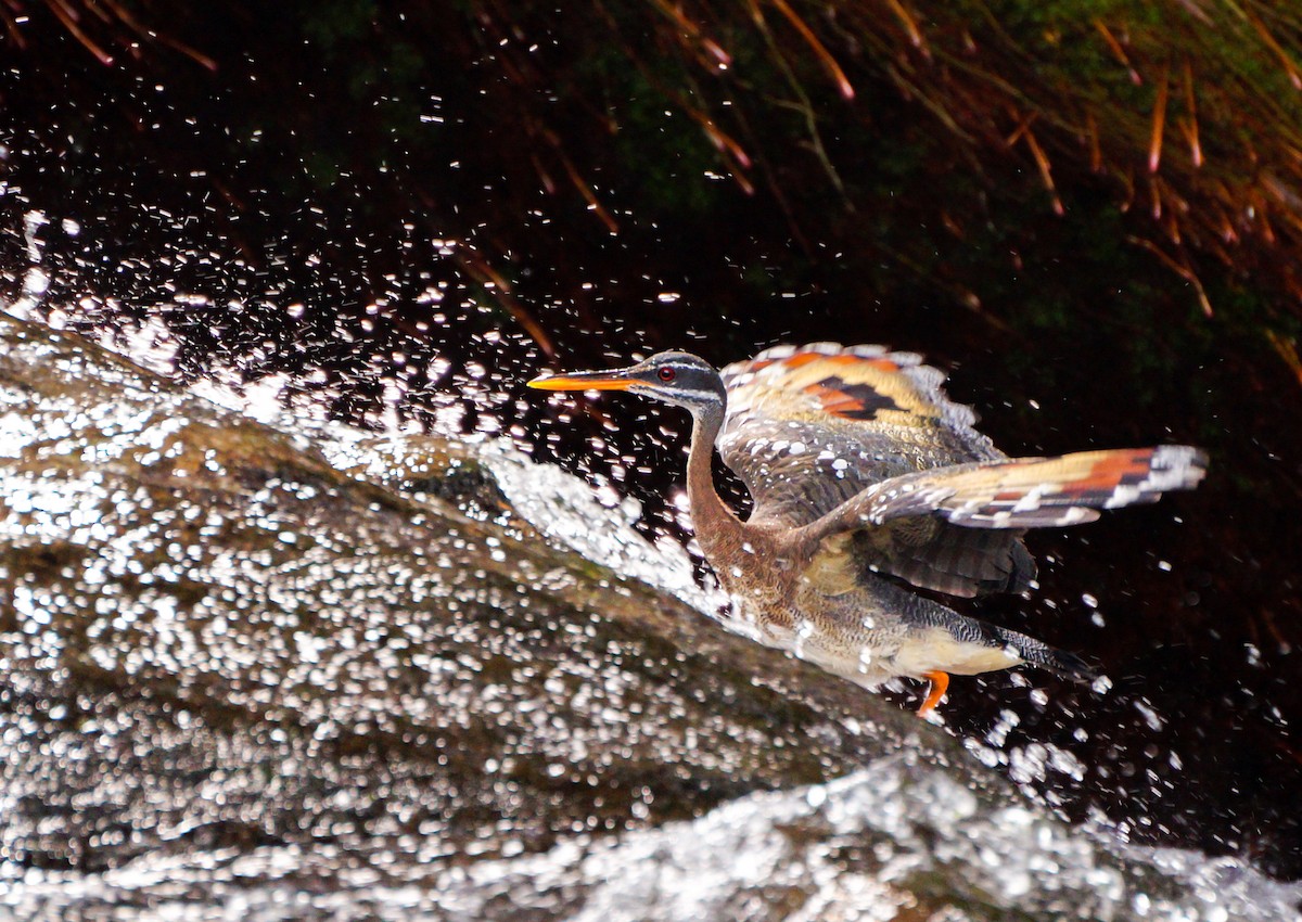 Sunbittern - ML513536391