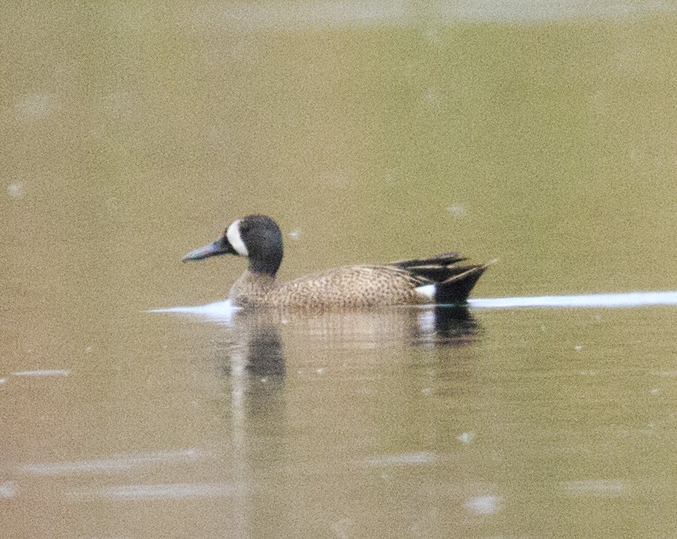 Blue-winged Teal - ML513537861