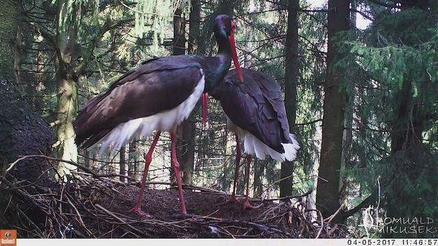 Black Stork - ML513538031